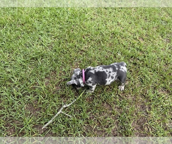 Medium Photo #2 French Bulldog Puppy For Sale in MACON, GA, USA