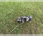 Small #1 French Bulldog