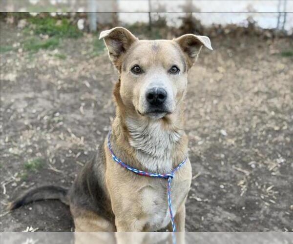 Medium Photo #1 German Shepherd Dog-Unknown Mix Puppy For Sale in Tulsa, OK, USA