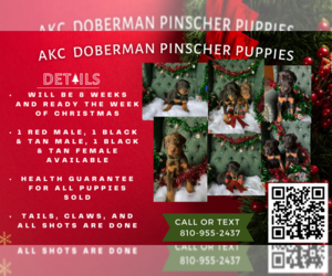 Doberman Pinscher Puppy for sale in FLINT, MI, USA
