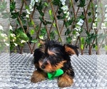 Small #1 Yorkshire Terrier