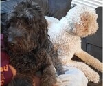 Small Photo #1 Saint Berdoodle Puppy For Sale in GILBERT, AZ, USA