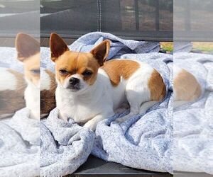 Father of the Chihuahua puppies born on 07/28/2025