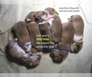 Shih Tzu Puppy for sale in GOLDENDALE, WA, USA