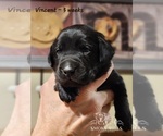 Small Photo #36 Labrador Retriever Puppy For Sale in POCAHONTAS, IL, USA