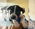 Small #1 Boxer Mix