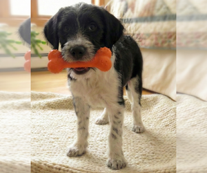 Beagle-Poodle (Standard) Mix Dogs for adoption in Grovertown, IN, USA