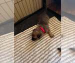 Small #1 Mutt