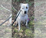 Small #4 Staffordshire Bull Terrier Mix
