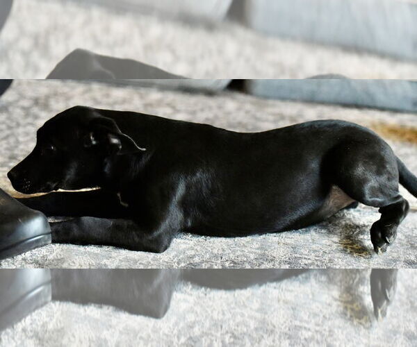 Medium Photo #3 Mutt Puppy For Sale in Mechanicsburg, PA, USA