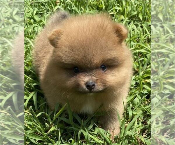 Medium Photo #3 Pomeranian Puppy For Sale in WEST PALM BEACH, FL, USA