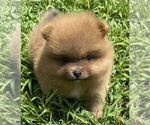 Small #2 Pomeranian