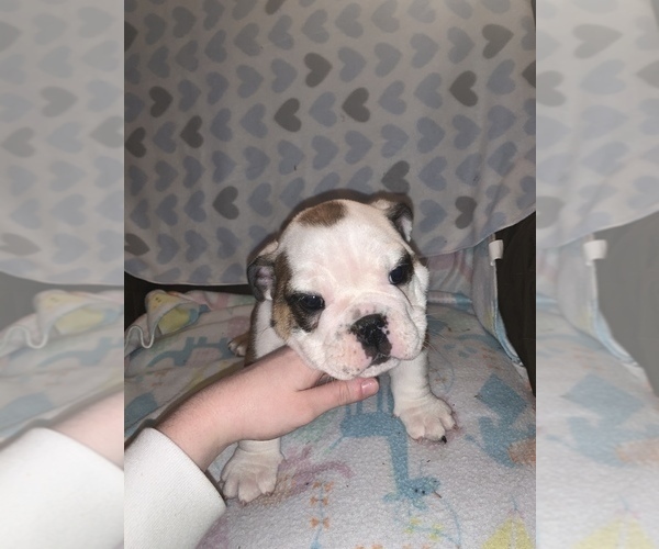 Medium Photo #4 Bulldog Puppy For Sale in FLINT, MI, USA