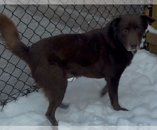 Medium Photo #5 - Mix Puppy For Sale in Newfoundland, PA, USA