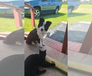 Border Collie Puppy for sale in RED LEVEL, AL, USA