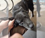 Small #6 Chow Chow Mix