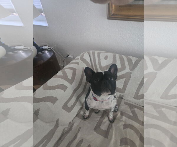 Medium Photo #3 French Bulldog Puppy For Sale in Miami, FL, USA