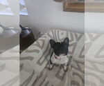 Small #2 French Bulldog