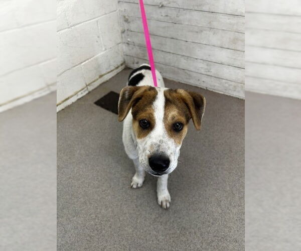 Medium Photo #1 American Foxhound-Unknown Mix Puppy For Sale in San Bernardino, CA, USA