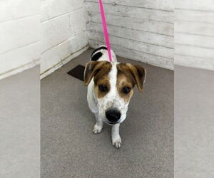 American Foxhound-Unknown Mix Dogs for adoption in San Bernardino, CA, USA