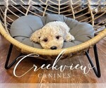 Small #5 Poochon