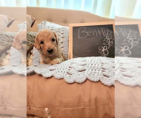 Medium Photo #4 Goldendoodle (Miniature) Puppy For Sale in GREELEY, CO, USA