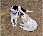 Small #10 Collie Mix