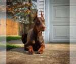 Small #10 Doberman Pinscher