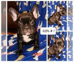Small Photo #2 French Bulldog Puppy For Sale in N CHESTERFLD, VA, USA