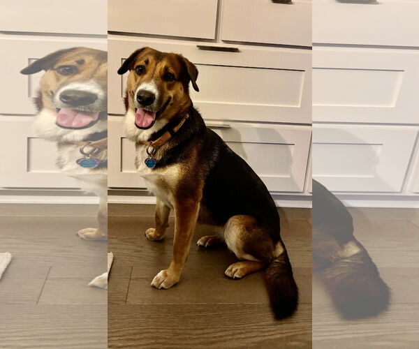 Medium Photo #1 Mutt Puppy For Sale in Fort Worth, TX, USA