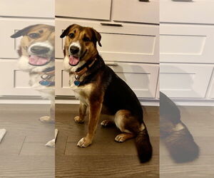 Mutt Dogs for adoption in Fort Worth, TX, USA