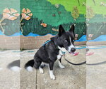 Small #23 Border Collie-Siberian Husky Mix