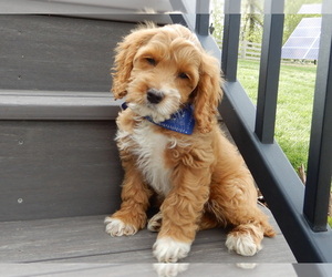Cockapoo Puppy for sale in MILLERSBURG, OH, USA