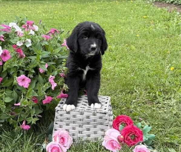 Medium Photo #2 Bernese Mountain Dog Puppy For Sale in THORP, WI, USA