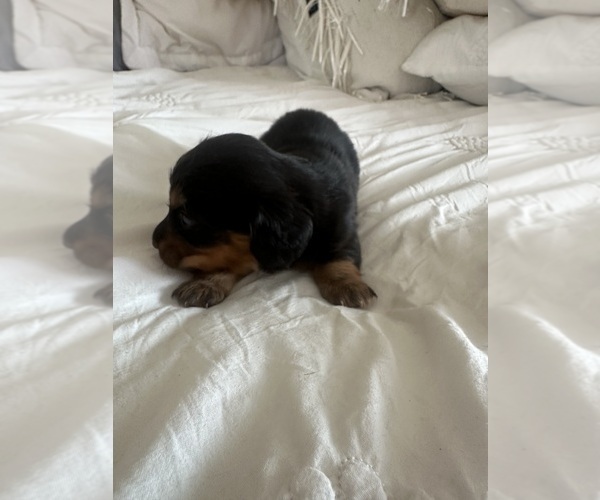 Medium Photo #7 Dachshund Puppy For Sale in SAN DIEGO, CA, USA