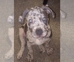 Puppy Merle Puppy American Bully-American Pit Bull Terrier Mix