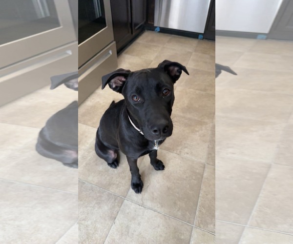 Medium Photo #2 German Shepherd Dog-Staffordshire Bull Terrier Mix Puppy For Sale in Holly Springs, NC, USA