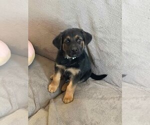German Shepherd Dog Dogs for adoption in TWENTYNINE PALMS, CA, USA