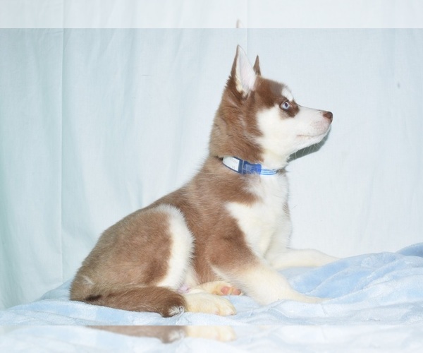 Medium Photo #2 Siberian Husky Puppy For Sale in PATERSON, NJ, USA