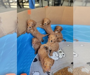 Goldendoodle (Miniature) Litter for sale in PORT CLINTON, OH, USA