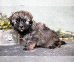 Small #2 Havanese
