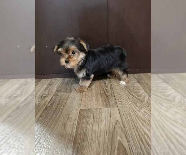 Medium Photo #8 Yorkshire Terrier Puppy For Sale in LAPEER, MI, USA