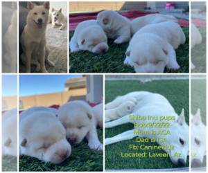 Shiba Inu Puppy for sale in TULARE, CA, USA