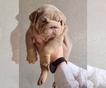 Small English Bulldog