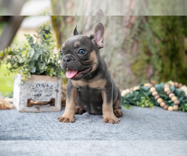Medium Photo #36 French Bulldog Puppy For Sale in BALTIC, OH, USA