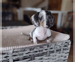 Dachshund Dogs for adoption in Sioux Falls, SD, USA