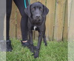 Small #1 Weimaraner Mix