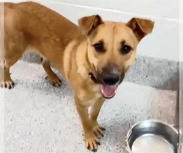 Medium Photo #2 Labrador Retriever Puppy For Sale in Houston, TX, USA