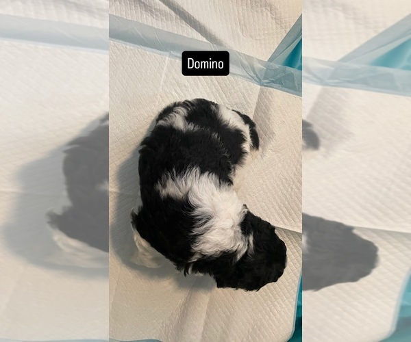Medium Photo #2 Poodle (Standard) Puppy For Sale in COLUMBIA, SC, USA