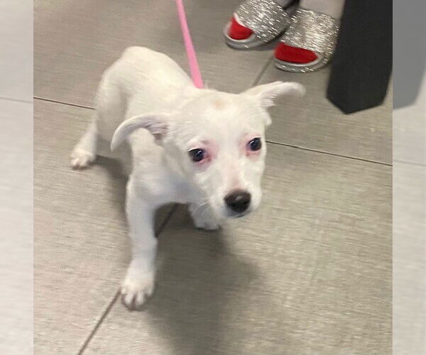 Medium Photo #1 Chihuahua Puppy For Sale in Rancho Cucamonga, CA, USA